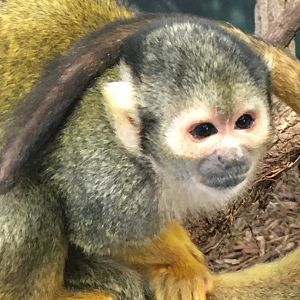 Guianan Squirrel Monkey
