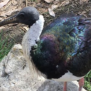 Straw-Necked Ibis