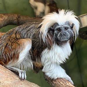 Cotton-Top Tamarin