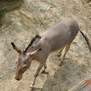 Somali Wild Ass (Equus africanus somaliensis)