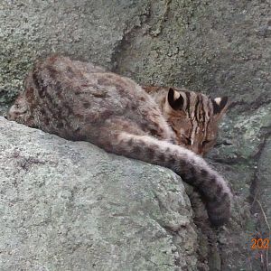 Leopard Cat (Prionailurus bengalensis)