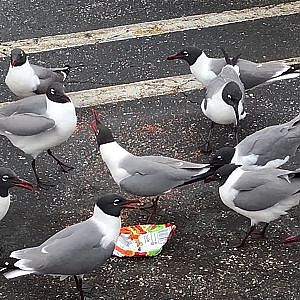 YouTube - Winn-Dixie Laughing Gulls