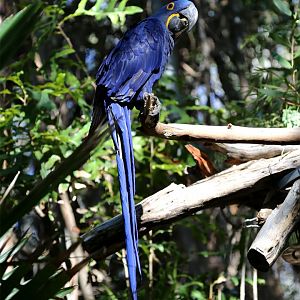 Hyacinth Macaw