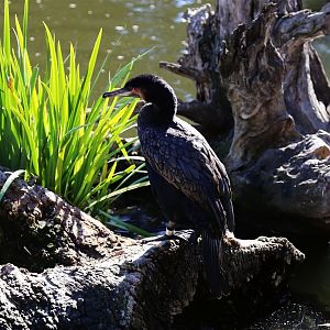 White-breasted Cormorant (Phalacrocorax lucidus)