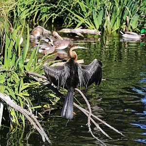 African Darter (Anhinga rufa), December 2015