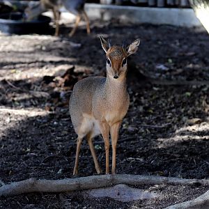 Cavendish's Dik-dik
