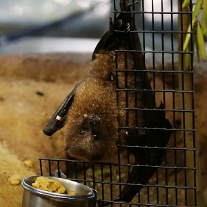 Rodrigues Flying Fox