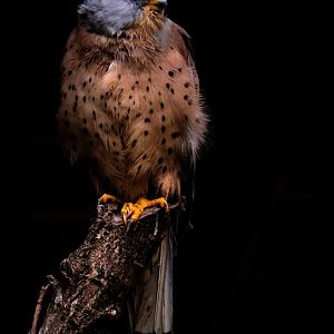 Lesser kestrel (Falco naumanni)