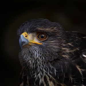 Common buzzard (Buteo buteo)