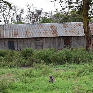 Baboon in abandoned safari lodge
