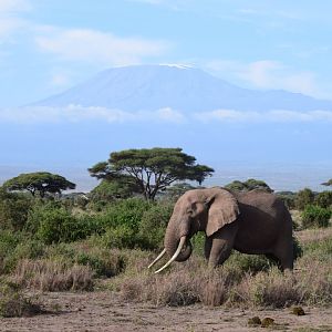 Elephant in front of Kilimanjaro
