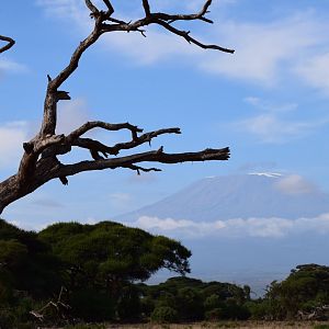 African fish eagle in front of Kilimanjaro