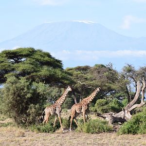 Giraffes in front of Kilimanjaro