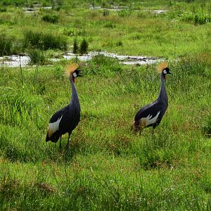 Grey crowned cranes