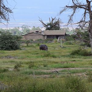 Hippo in abandoned safari lodge