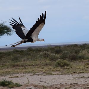 Secretary bird in flight