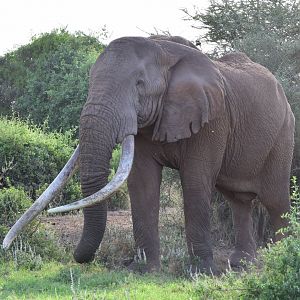 African elephant "Tim"