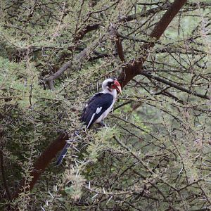Von der Decken's Hornbill
