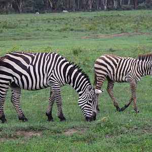 Plains Zebras