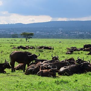 African Buffalo