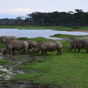Southern White Rhinos
