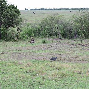 Hyena and guinea fowl
