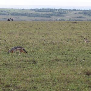 Black-Backed Jackals