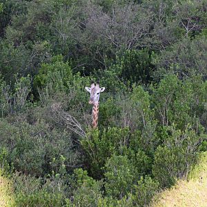 Giraffe from hot air balloon
