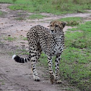 Cheetah