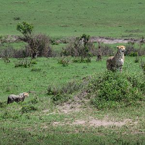 Cheetah with cub