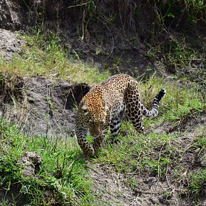African Leopard