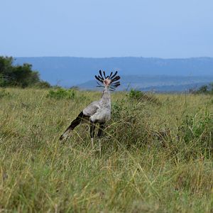 Secretary Bird