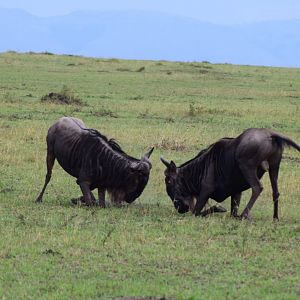 Wildebeest fight!
