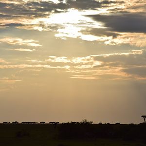 Wildebeest on the horizon