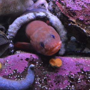 Brosmophycis marginata