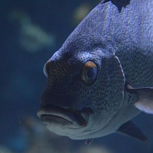 Plectorhinchus chaetodonoides