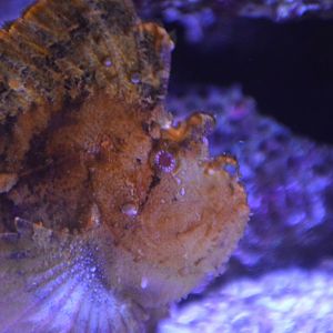 Taenianotus triacanthus