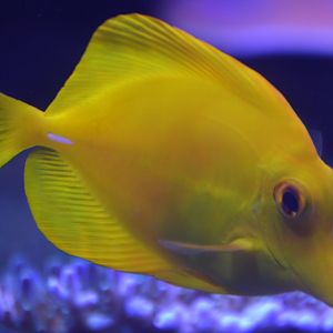 Zebrasoma flavescens