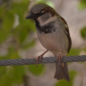 Passer domesticus
