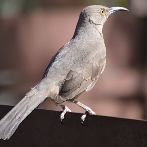 Toxostoma curvirostre palmeri