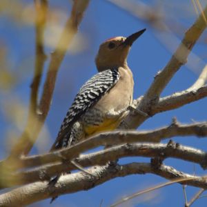 Melanerpes uropygialis