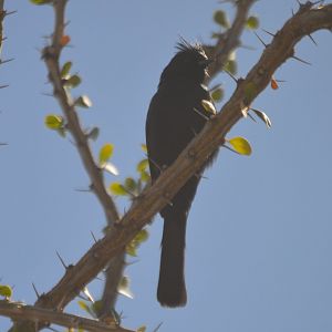 Phainopepla nitens