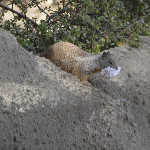 Otospermophilus variegatus