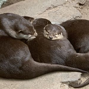 Asian Small-Clawed Otters sleeping