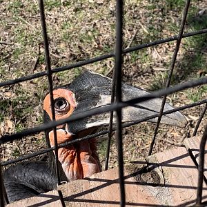 Southern Ground Hornbill begging for food