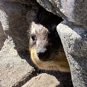 Rock Hyrax hiding