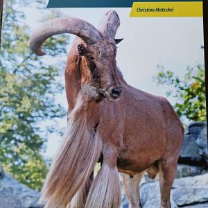 Böcke, Takine & Moschusochsen (Goats, Takins & Muskoxen), Christian Matschei