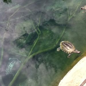 Turtle ID (the one with black stripes)