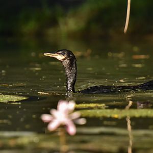 Olivaceous Cormorant (Phalacrocorax brasilianus)