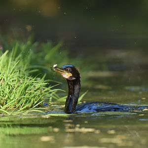 Olivaceous Cormorant (Phalacrocorax brasilianus)